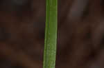 Grassleaf roseling